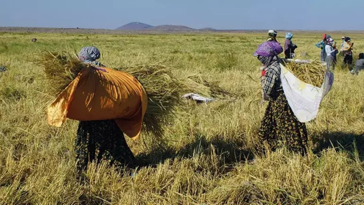 Derik’te Karacadağ Pirincinin Hasadı Başladı! Avrupa’dan Talep Var