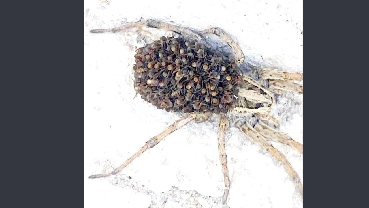 Zehriyle bir insanı öldürebilen örümcek!  Yavrularını sırtında taşıyor
