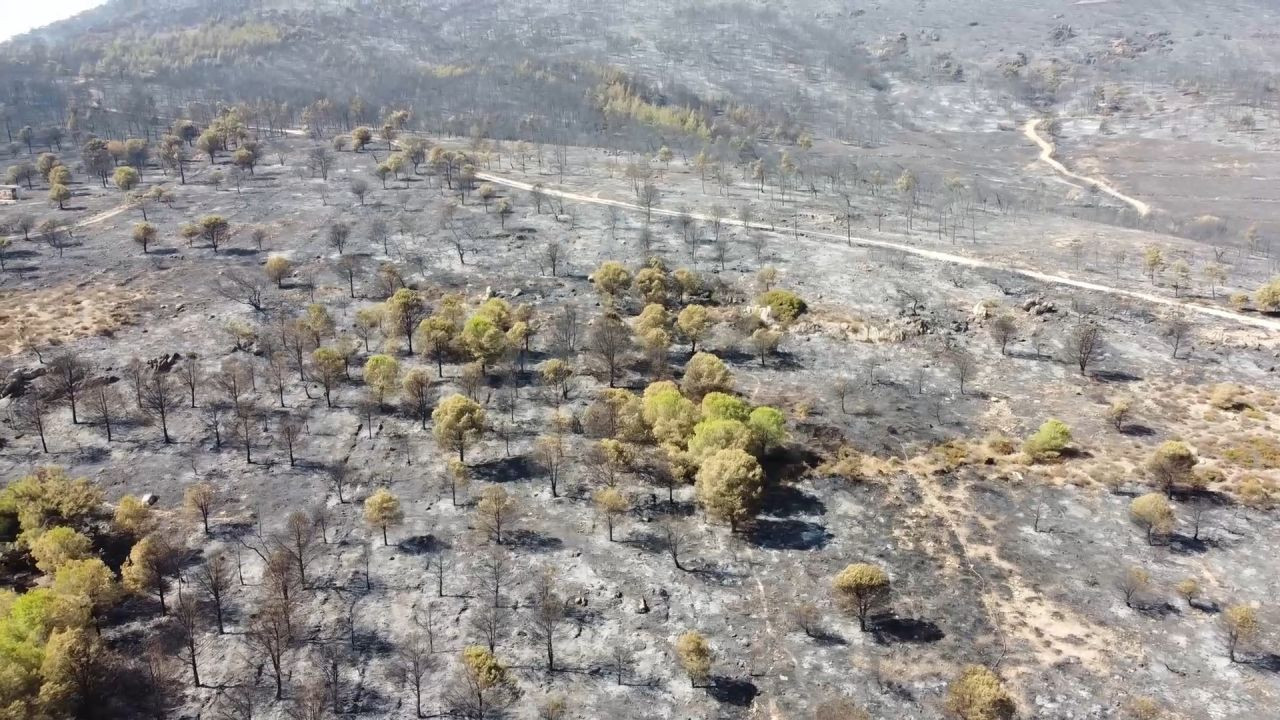 Foça yangınında hasarın boyutu havadan görüntülendi - Sayfa 2