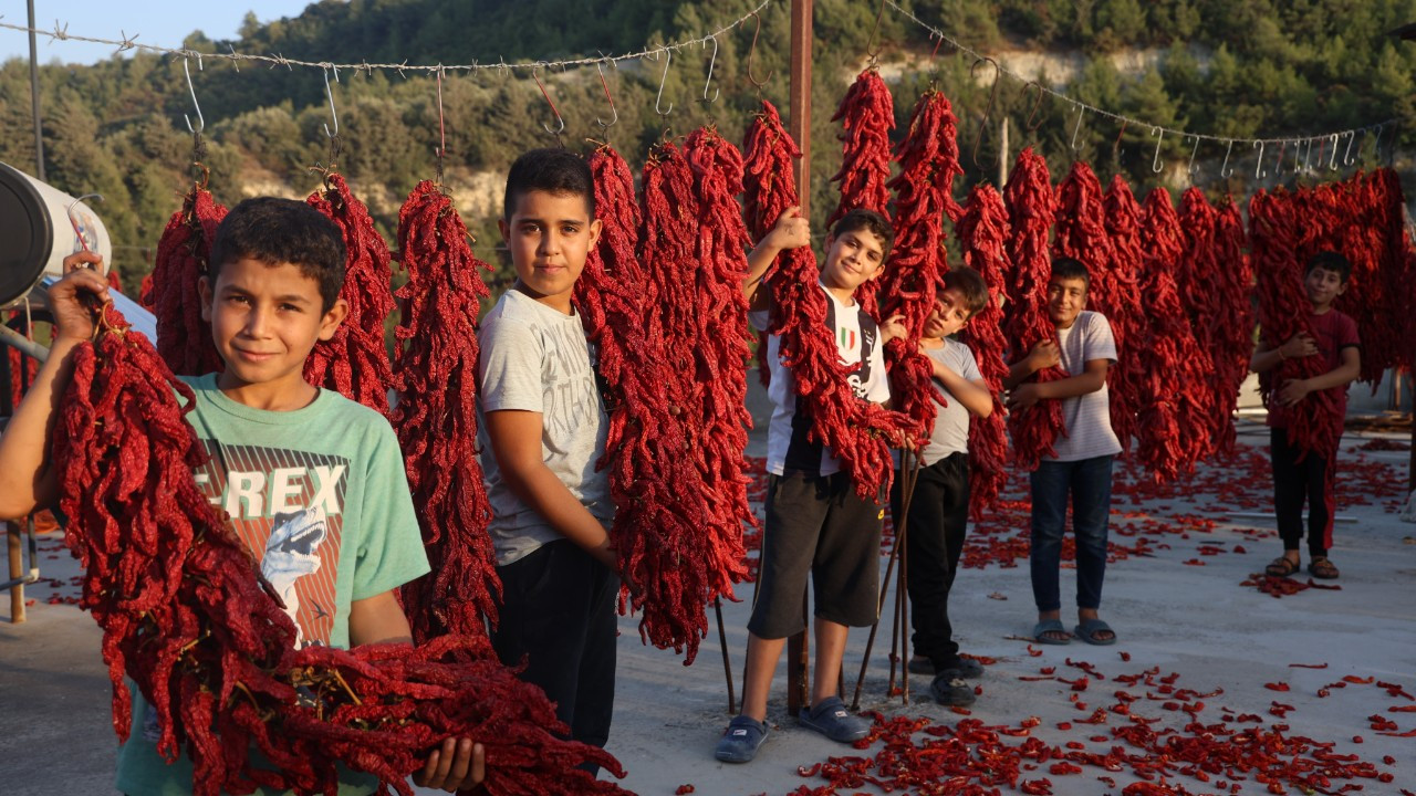 Kurutmalık biberlerle mahalle adeta kırmızıya büründü