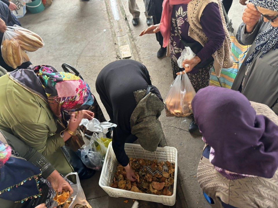 Kanlıca mantarına yoğun ilgi - Sayfa 5