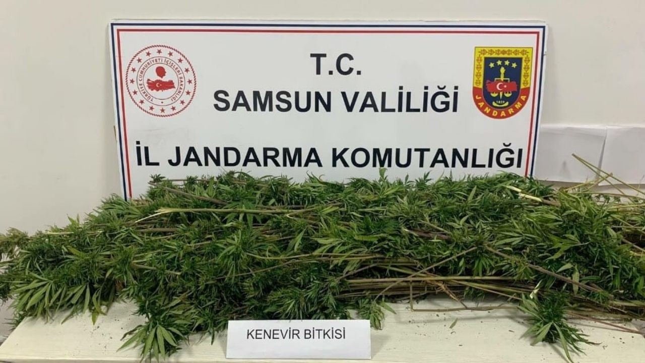 Samsun'da Arazide Kenevir Operasyonu: 304 Kök Ele Geçirildi