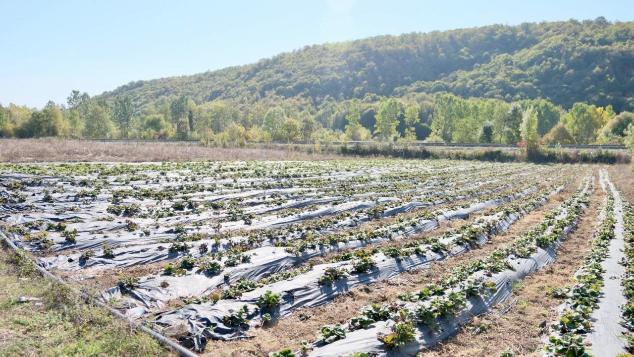 Samsun'da çilek üretimi yaygınlaşıyor - Sayfa 2