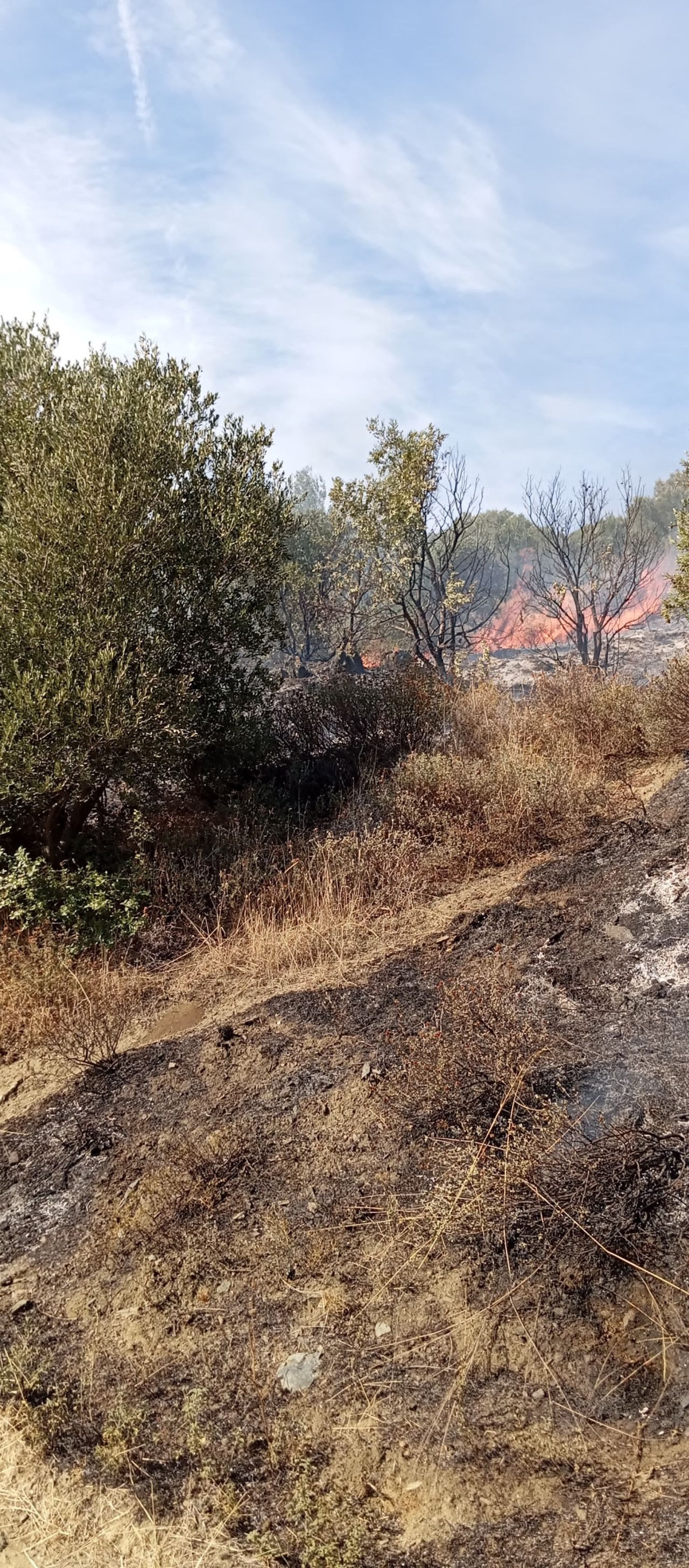 Erdek'te Yangın: 10 Dönümlük Zeytinlik Kül Oldu - Sayfa 6