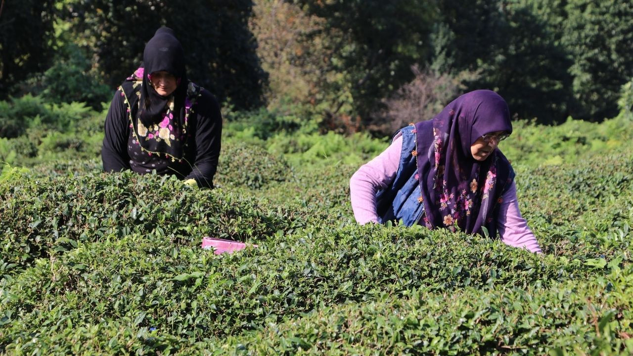 Çayın yaprağı da çöpü de tohumu da para ediyor - Sayfa 7