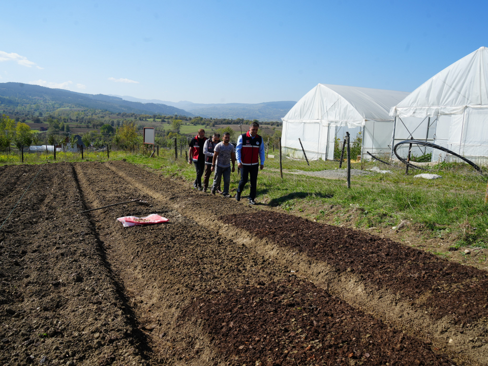 Doğada toplanması yasak olan salebin üretimi artıyor: Kastamonu'da 12 dekar alanda dikim başladı - Sayfa 13