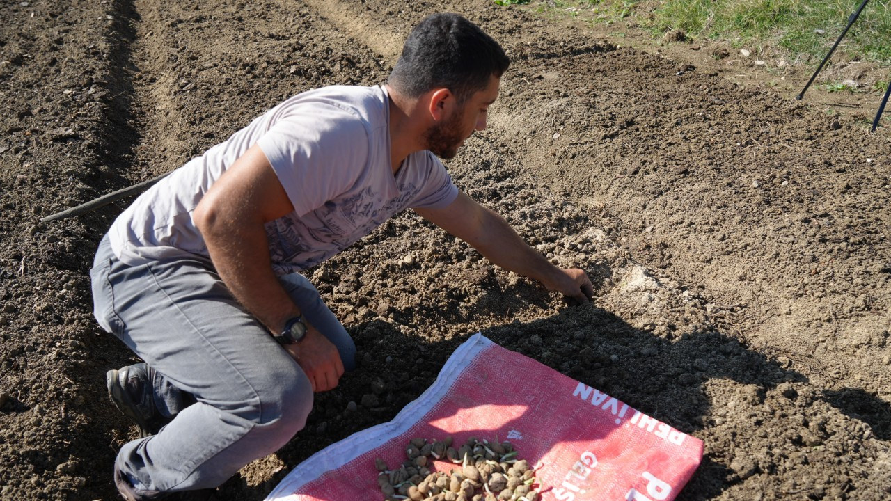 Doğada toplanması yasak olan salebin üretimi artıyor: Kastamonu'da 12 dekar alanda dikim başladı