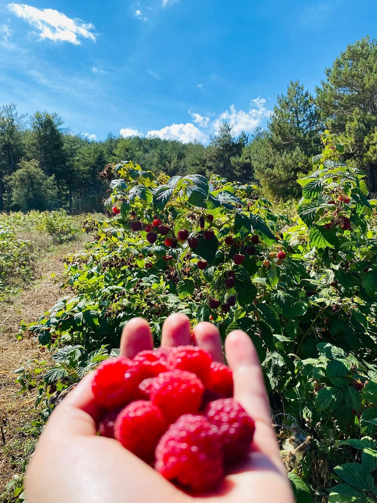 Bolu'da kuaför kadın aldığı araziyi 7 yılda çiftliğe dönüştürdü! - Sayfa 6