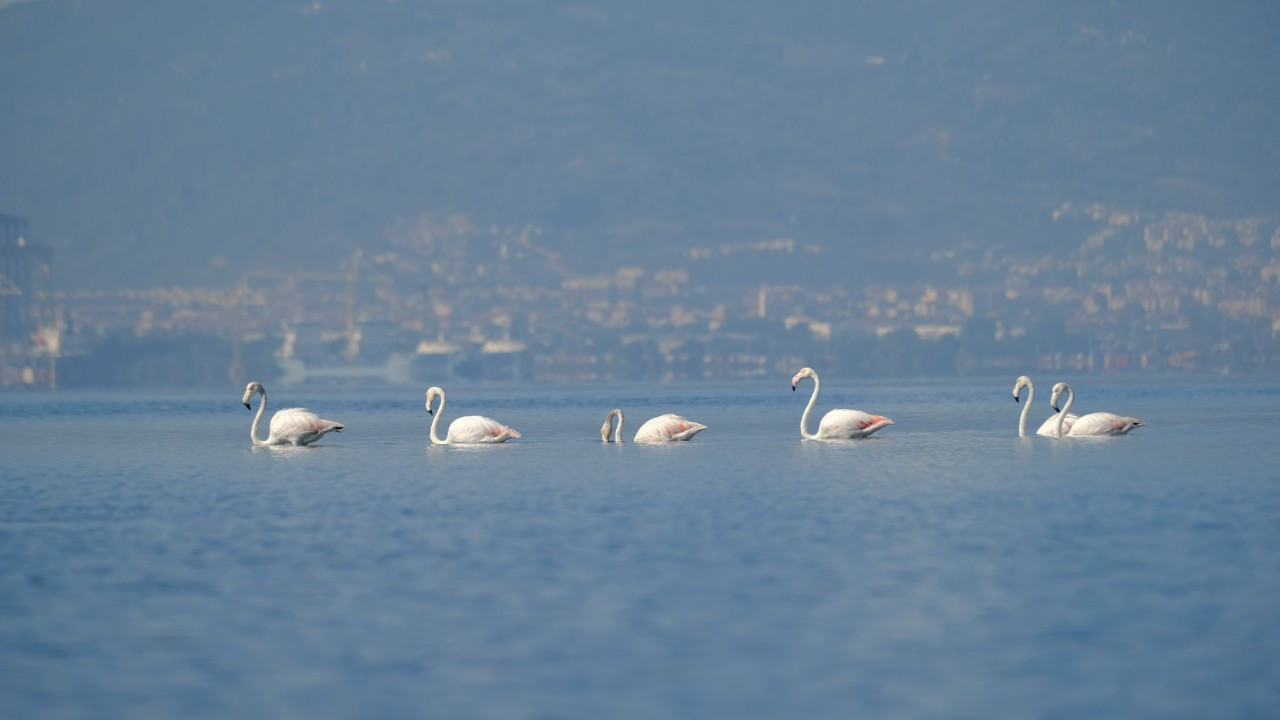 İzmit Körfezi'nde flamingo sayısı 491'e çıktı