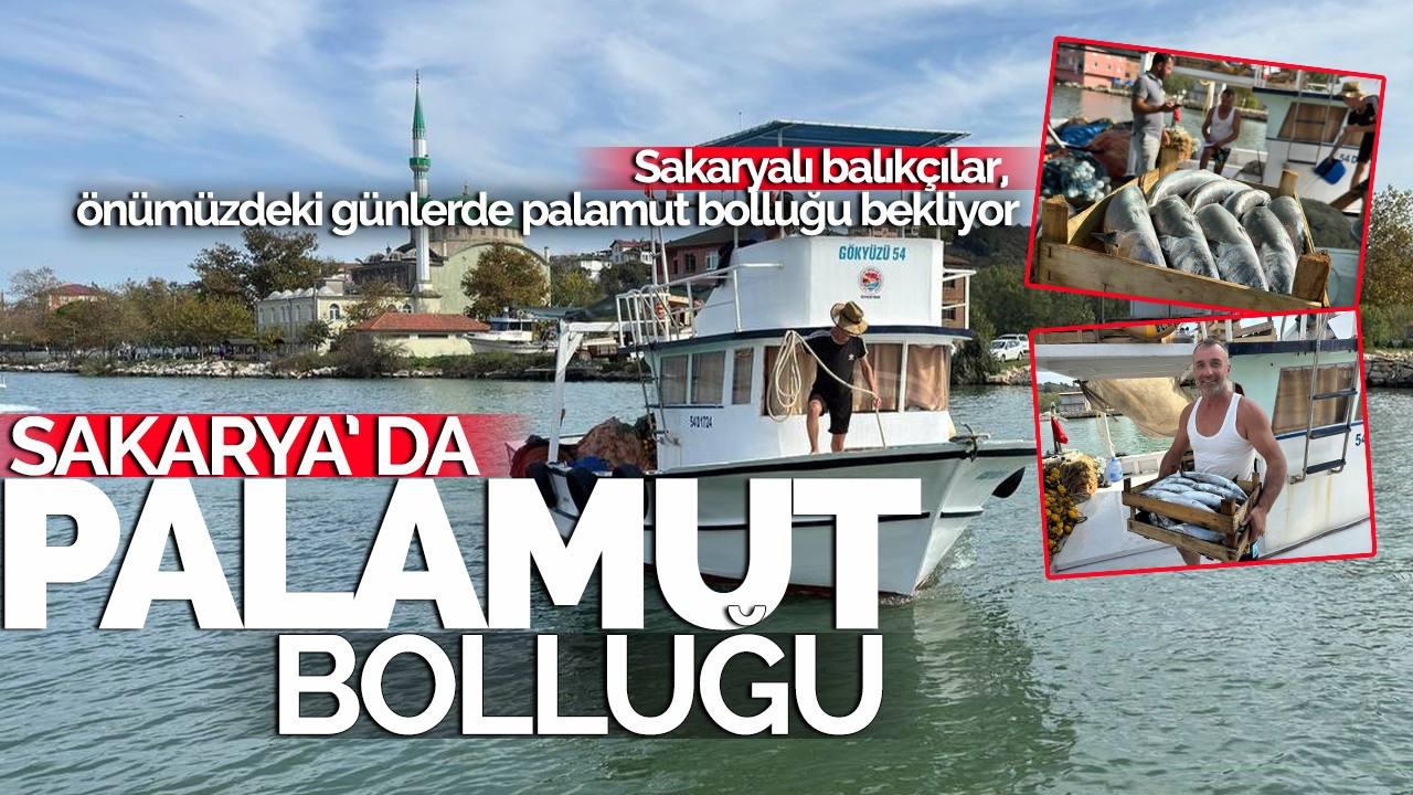 Sakarya' da palamut bolluğu