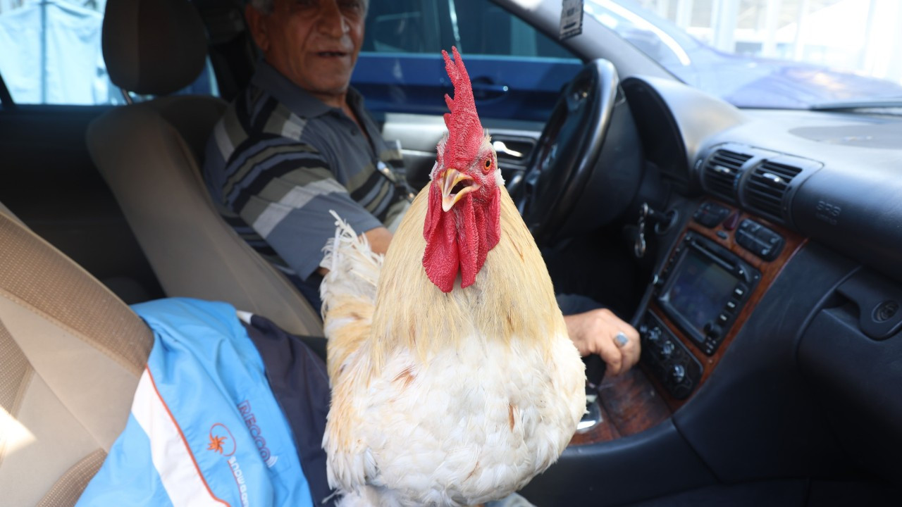 Horoz ve Sahibi Mercedes’le Şehir Turlarında