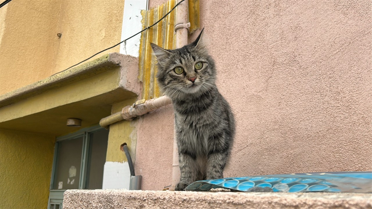 80 Yaşındaki Emekli Öğretmen Kedi Yüzünden Dehşet Saçtı