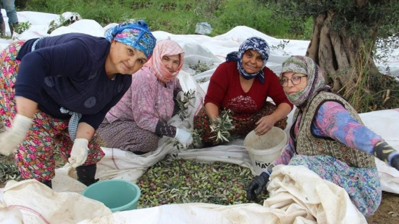 Sofralık zeytin üretiminin yüzde 10’unu Aydın karşılıyor