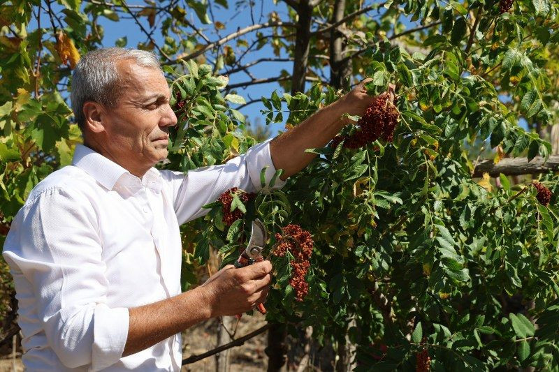 "Sumakçı Dede" bir ilke imza attığı sumakları miras bıraktı - Sayfa 3