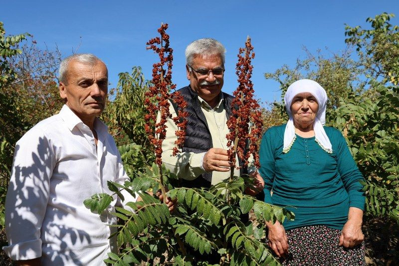 "Sumakçı Dede" bir ilke imza attığı sumakları miras bıraktı - Sayfa 4