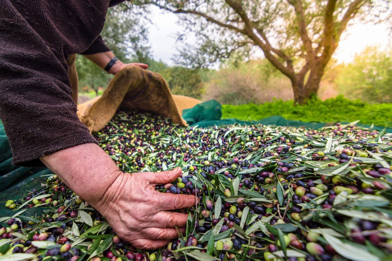 Sofralık zeytin ihracatında tarihi rekor - Sayfa 1