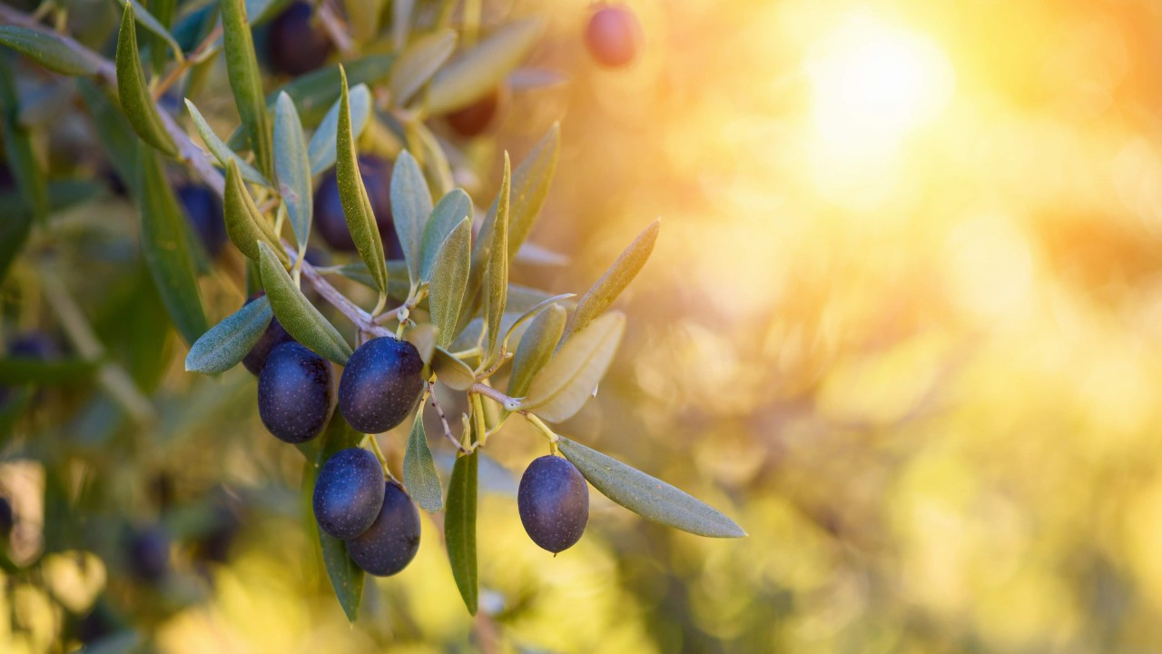 Sofralık zeytin ihracatında tarihi rekor