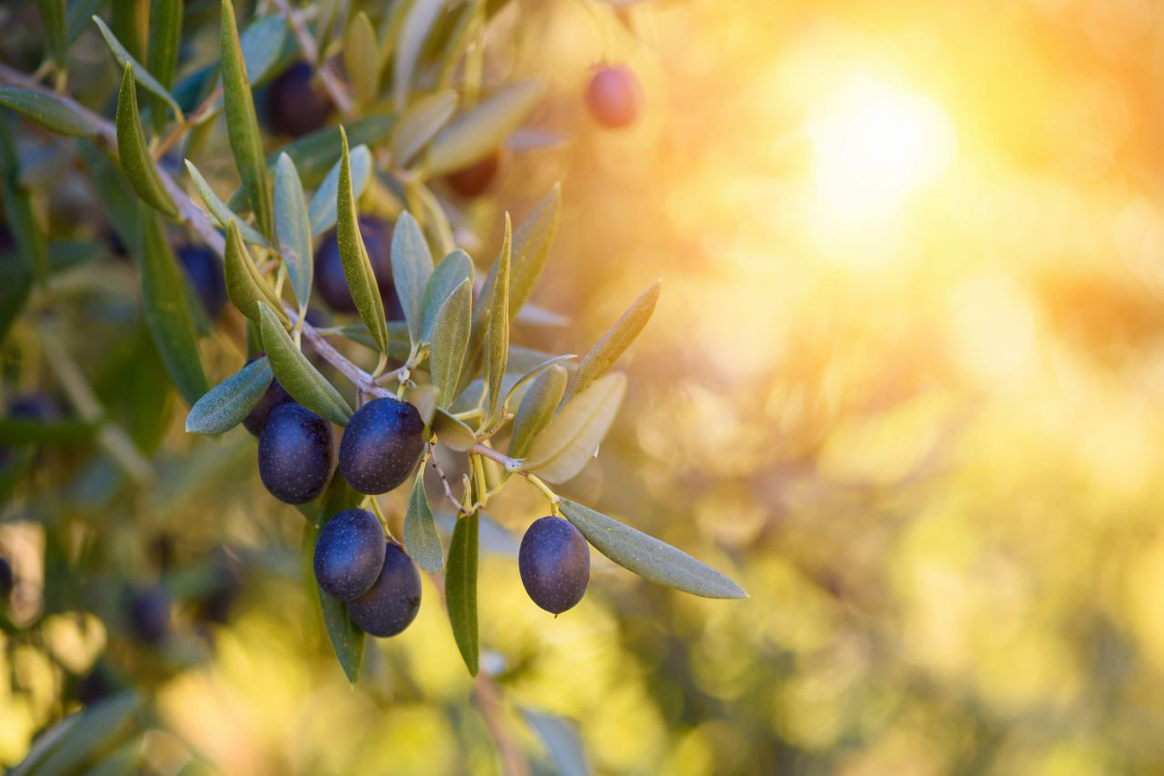 Sofralık zeytin ihracatında tarihi rekor - Sayfa 4