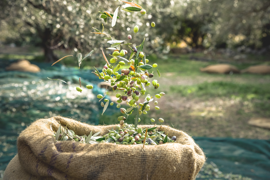 Sofralık zeytin ihracatında tarihi rekor - Sayfa 5