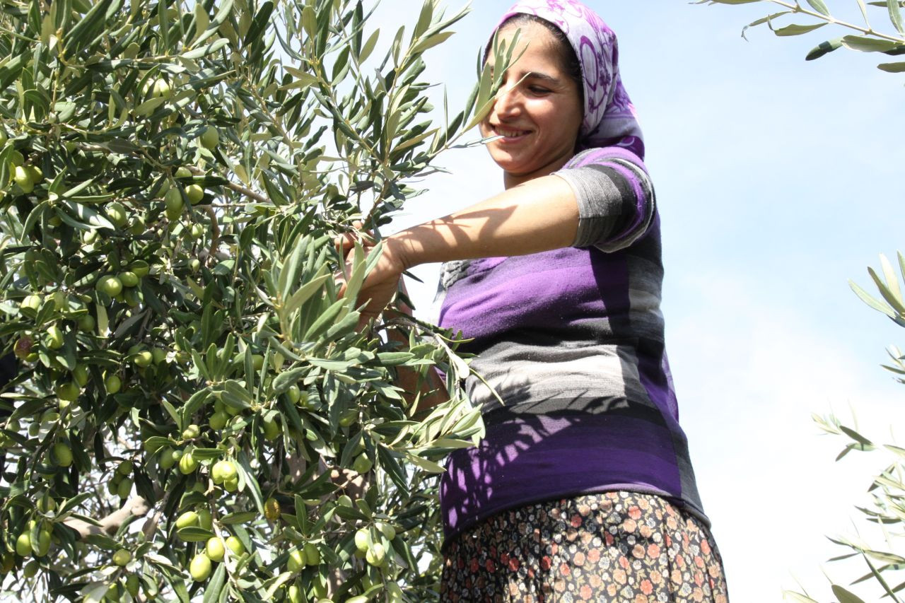 Sofralık zeytin ihracatında tarihi rekor - Sayfa 6