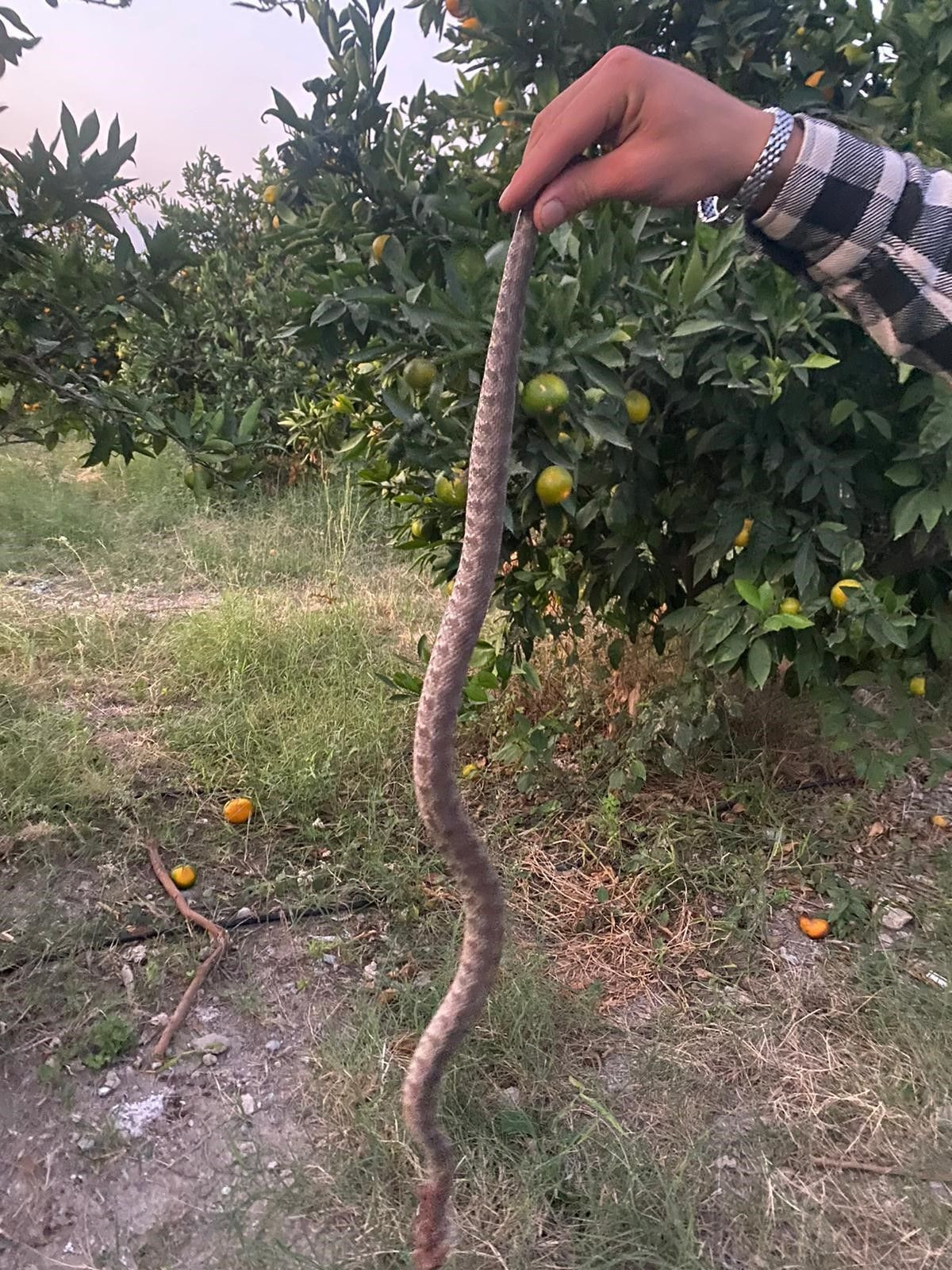 Narenciye Hasadı Sırasında Çiftçiyi Yılan Soktu - Sayfa 4