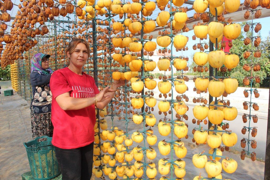 Manisa'da şifa kaynağı cennet hurmasına talep artıyor - Sayfa 6