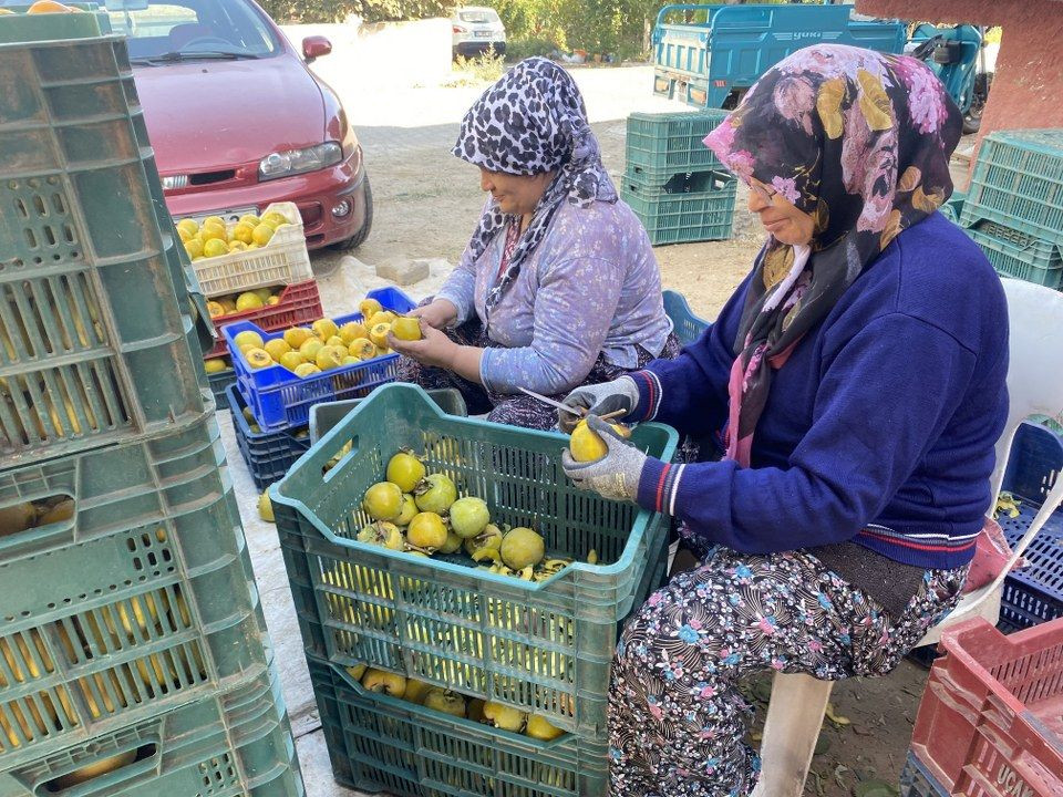 Manisa'da şifa kaynağı cennet hurmasına talep artıyor - Sayfa 1