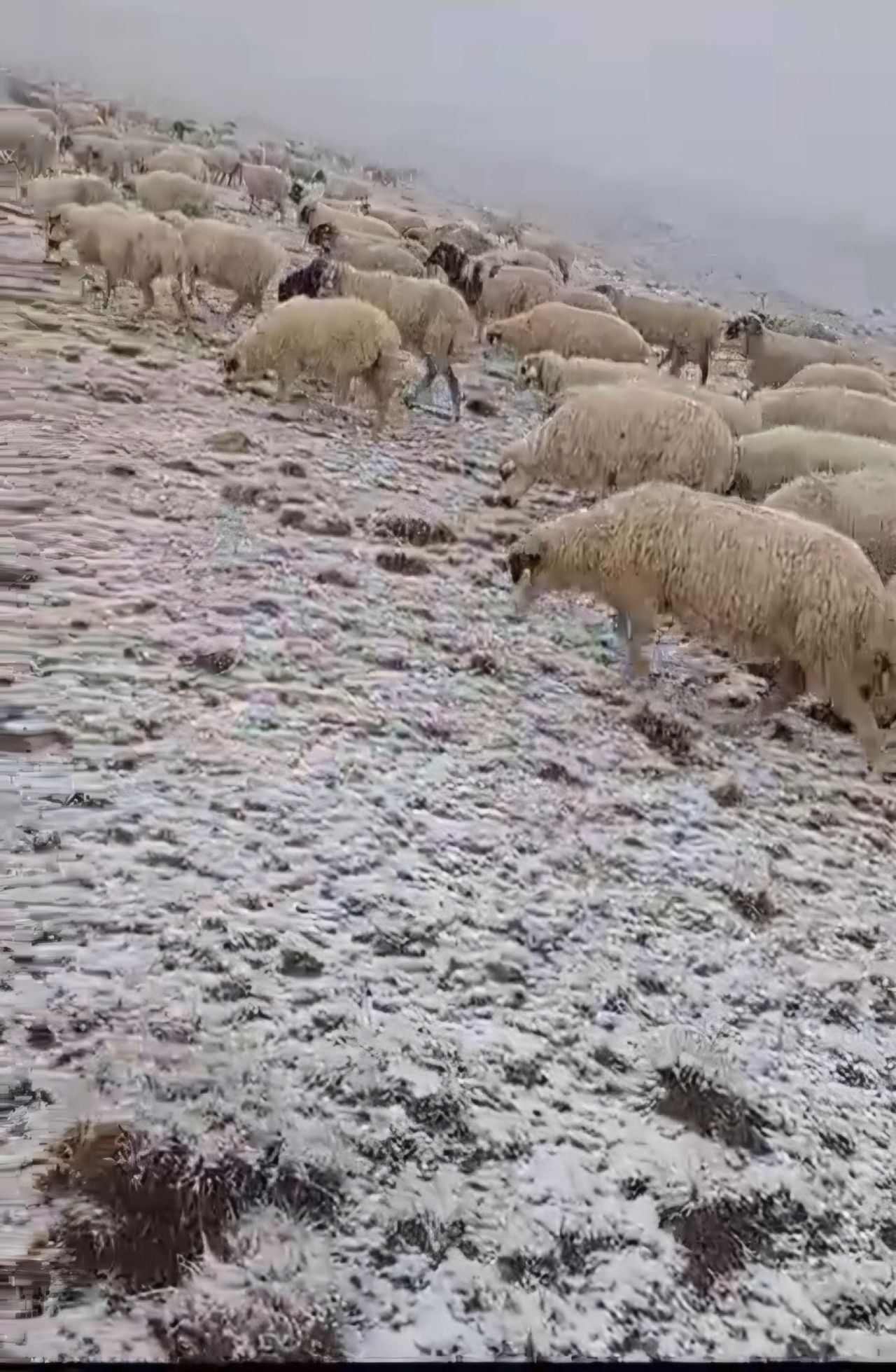 Koyunlar Kar Altında: Tokat'ta Yaylalar Beyaza Büründü - Sayfa 2