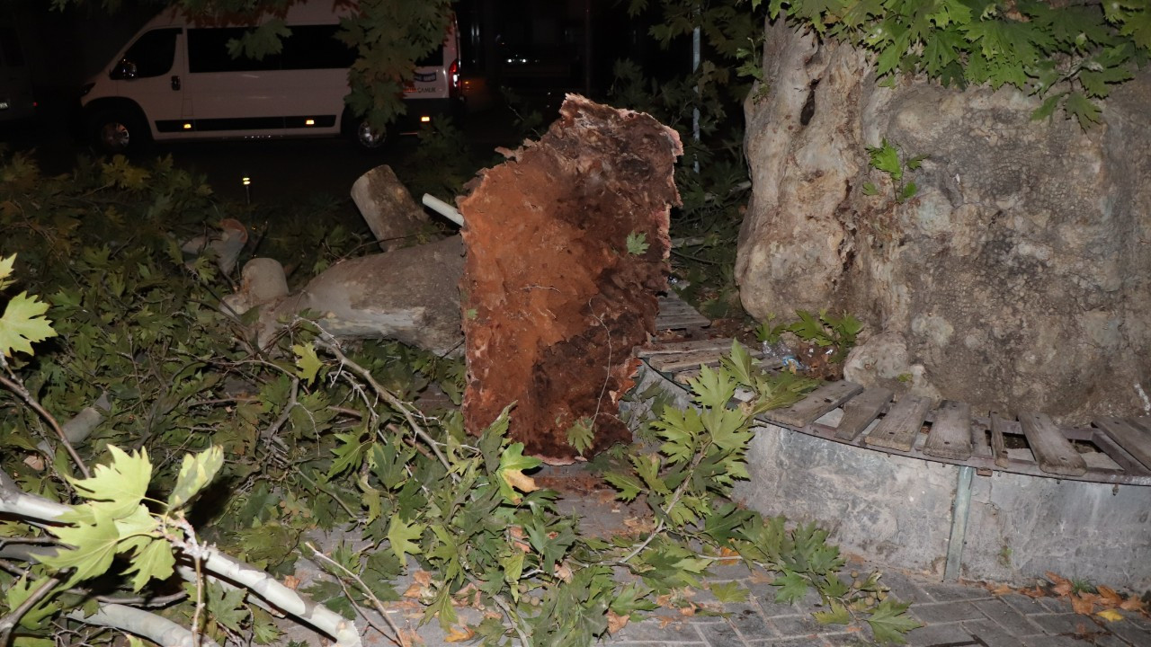 İki asırlık ağacın dalı rüzgarın etkisiyle aracın üzerine devrildi