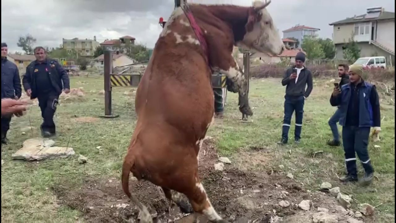 Amasya’da Çukura Düşen İnek Vinçle Kurtarıldı - Sayfa 4