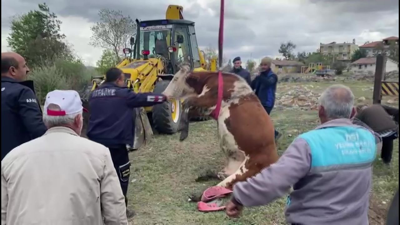 Amasya’da Çukura Düşen İnek Vinçle Kurtarıldı - Sayfa 3