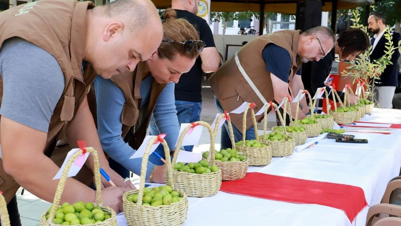 "12. Zeytin Hasat Şenliği" nde Tescilli Zeytinler Yarıştı