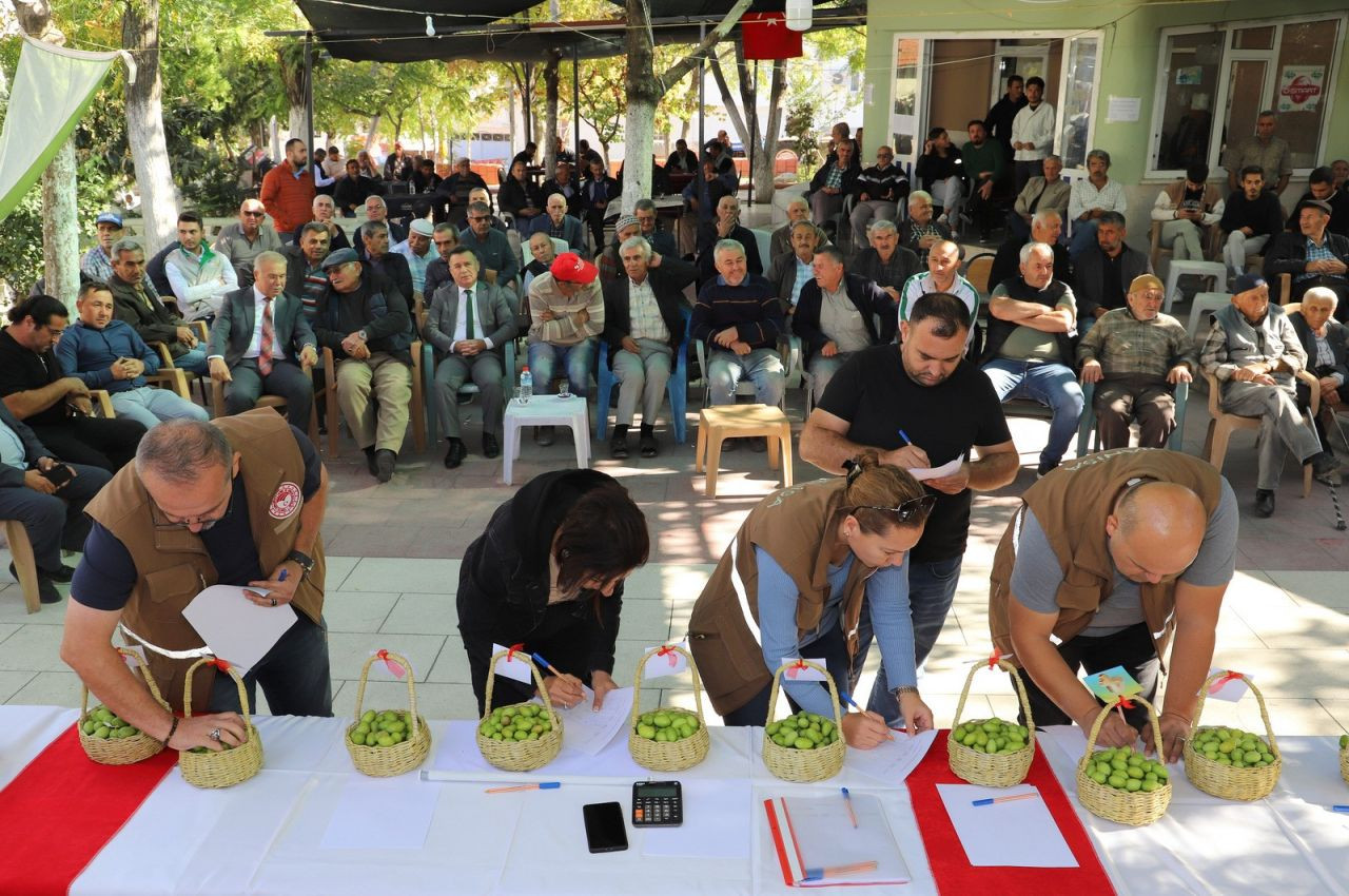 "12. Zeytin Hasat Şenliği" nde Tescilli Zeytinler Yarıştı - Sayfa 6