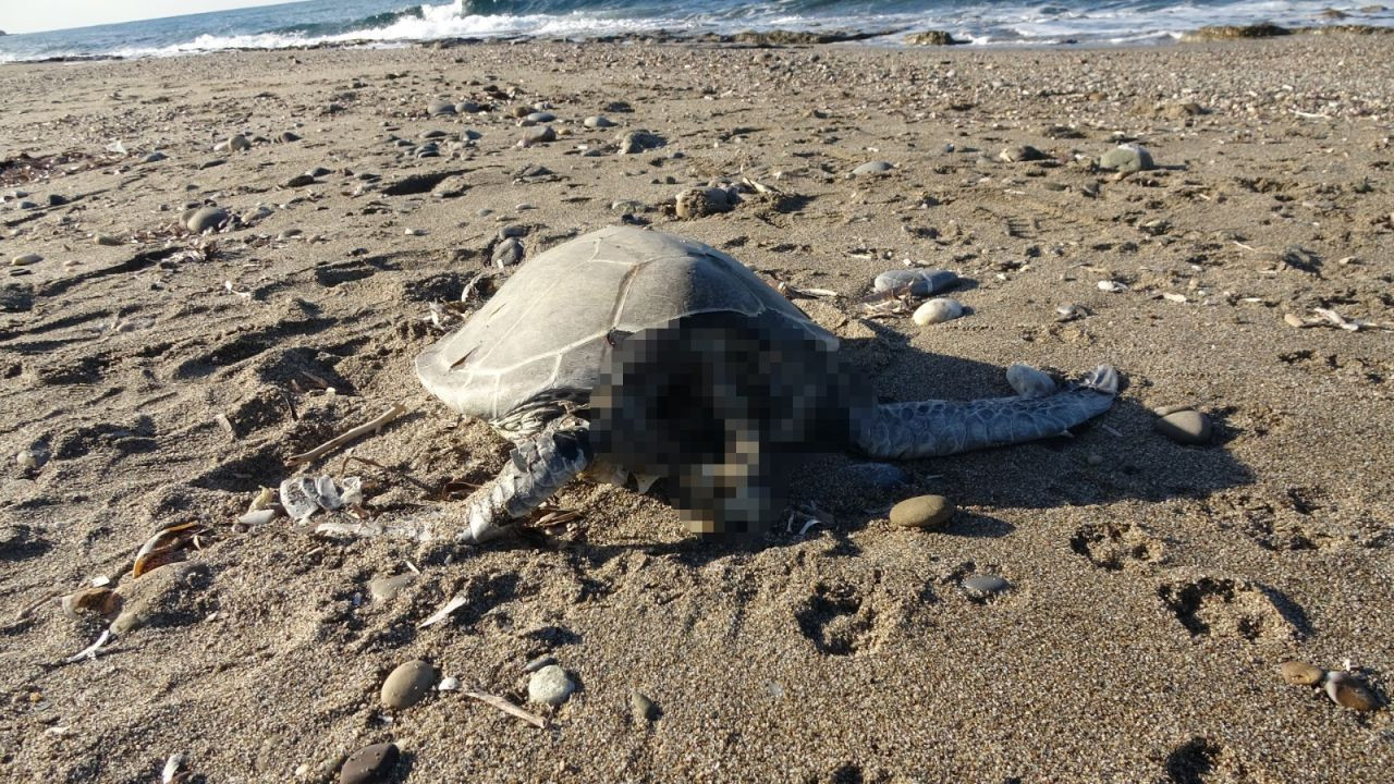 "Alanya'da Şok: Son Bir Haftada İki Caretta Caretta Ölü Bulundu'' - Sayfa 1