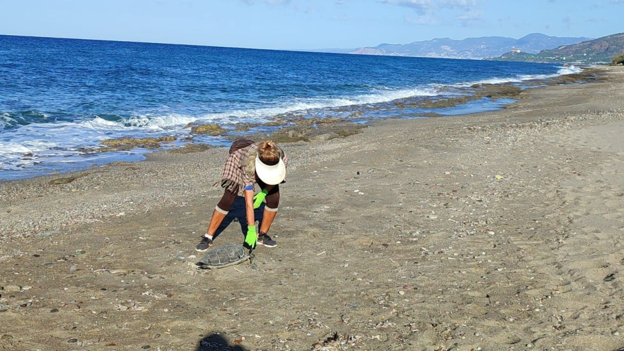 "Alanya'da Şok: Son Bir Haftada İki Caretta Caretta Ölü Bulundu'' - Sayfa 2