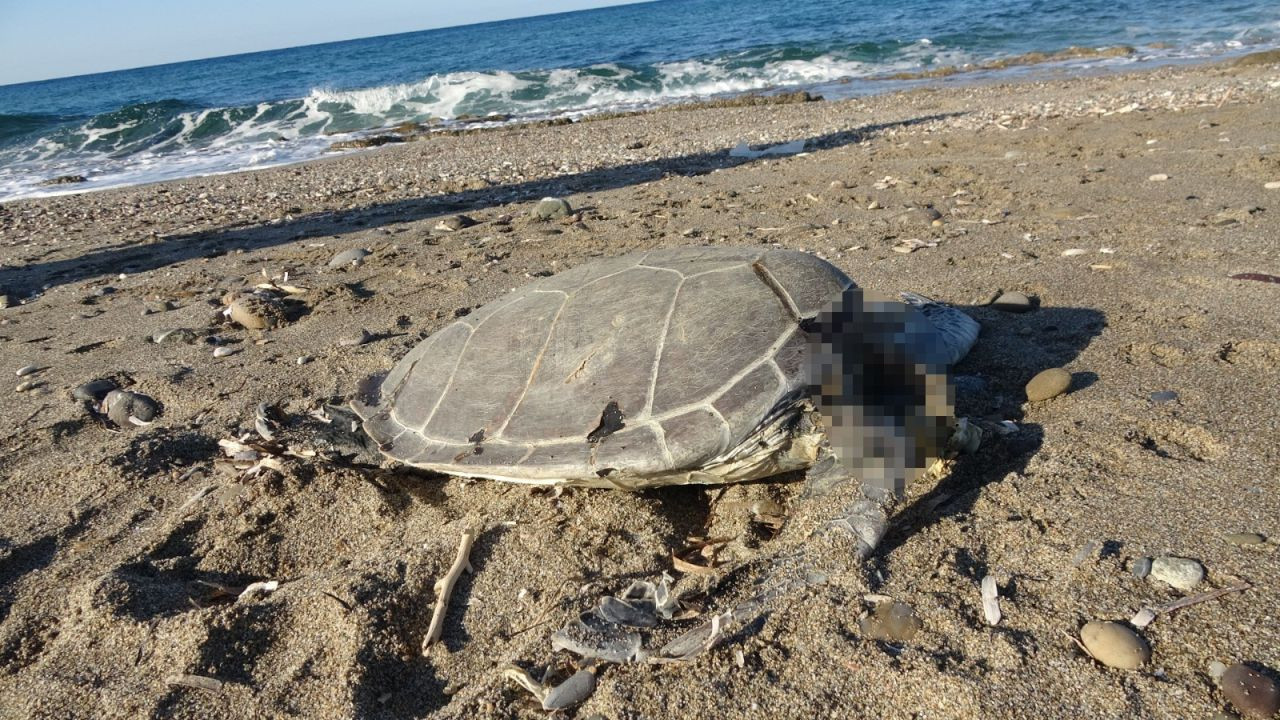 "Alanya'da Şok: Son Bir Haftada İki Caretta Caretta Ölü Bulundu'' - Sayfa 3