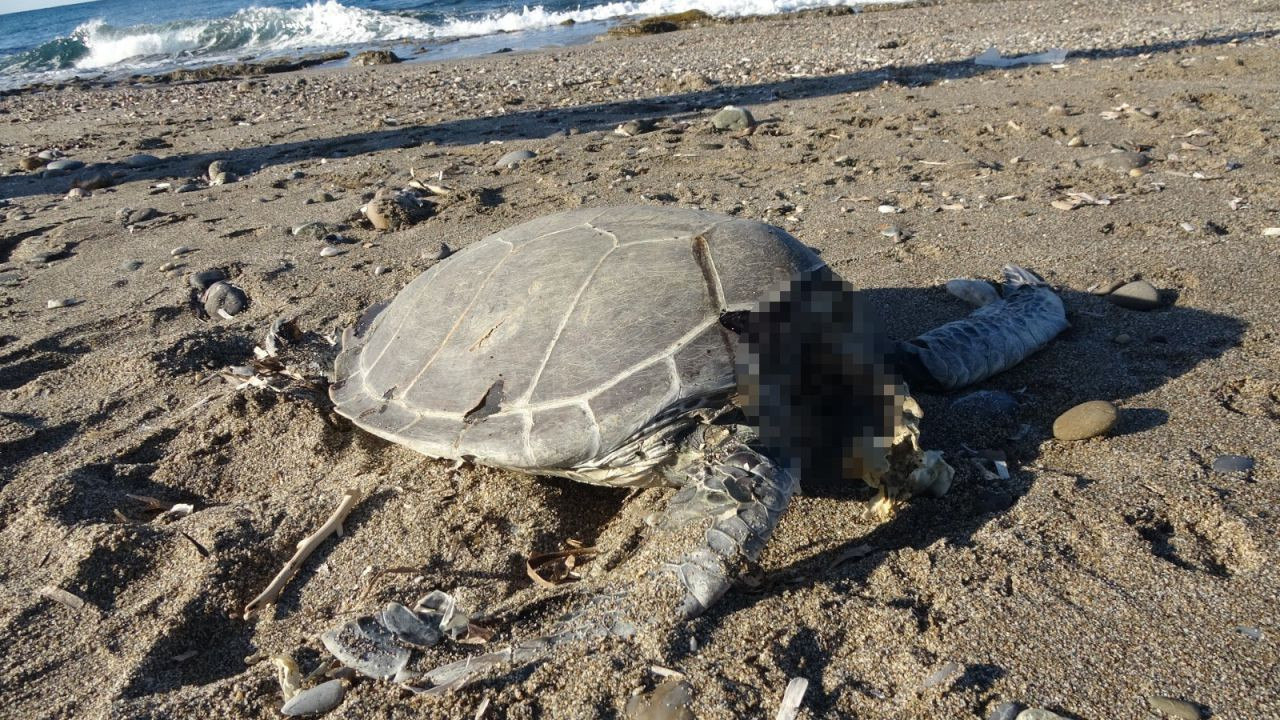 "Alanya'da Şok: Son Bir Haftada İki Caretta Caretta Ölü Bulundu'' - Sayfa 6