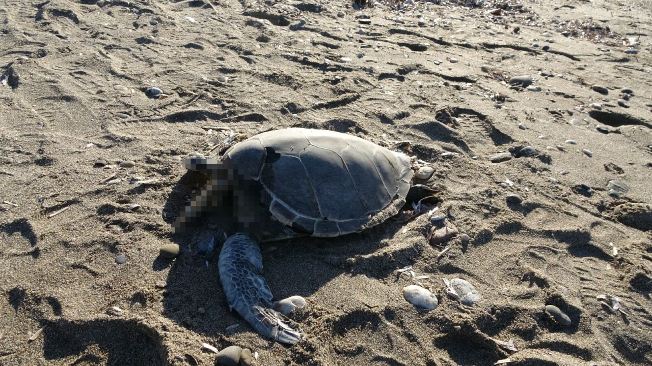 "Alanya'da Şok: Son Bir Haftada İki Caretta Caretta Ölü Bulundu'' - Sayfa 7