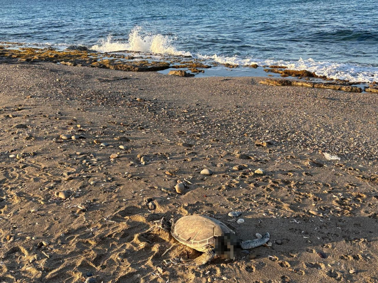 "Alanya'da Şok: Son Bir Haftada İki Caretta Caretta Ölü Bulundu'' - Sayfa 8