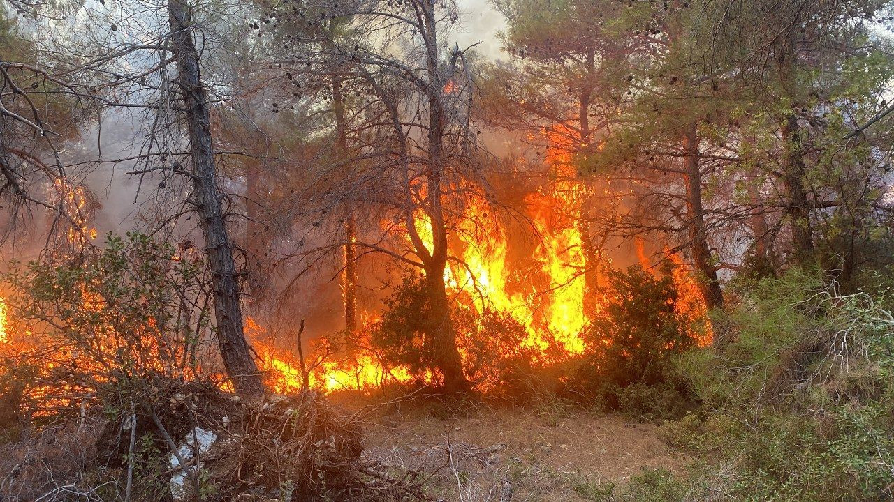 Çanakkale'de orman yangını - Sayfa 8