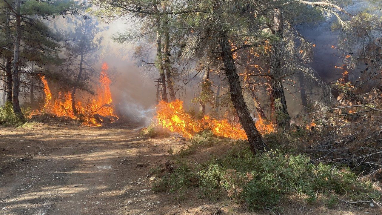 Çanakkale'de orman yangını - Sayfa 9