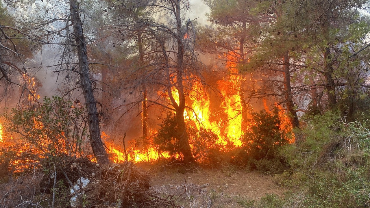 Çanakkale'de orman yangını