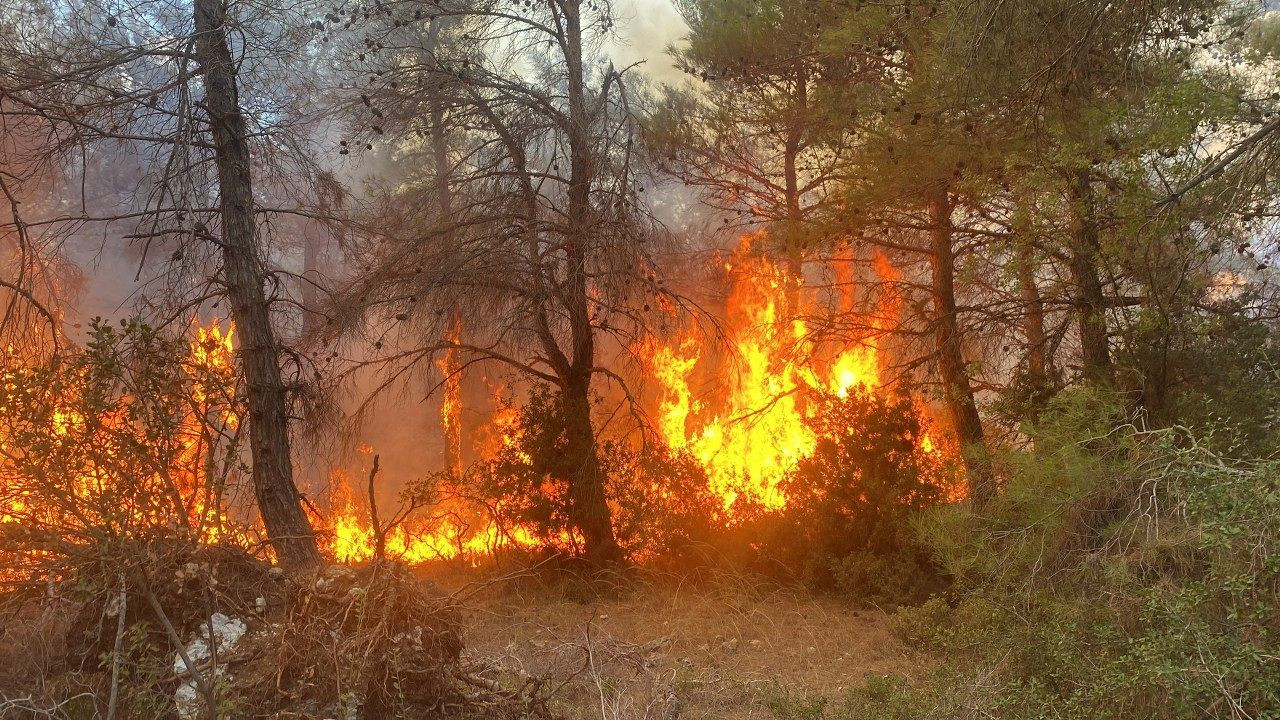 Çanakkale'de orman yangını - Sayfa 12