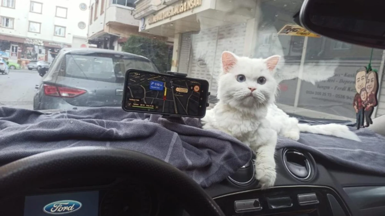 Arnavutköy'de Kapısı Kısa Süre Açık Kalan Binadaki Kedi Çalındı