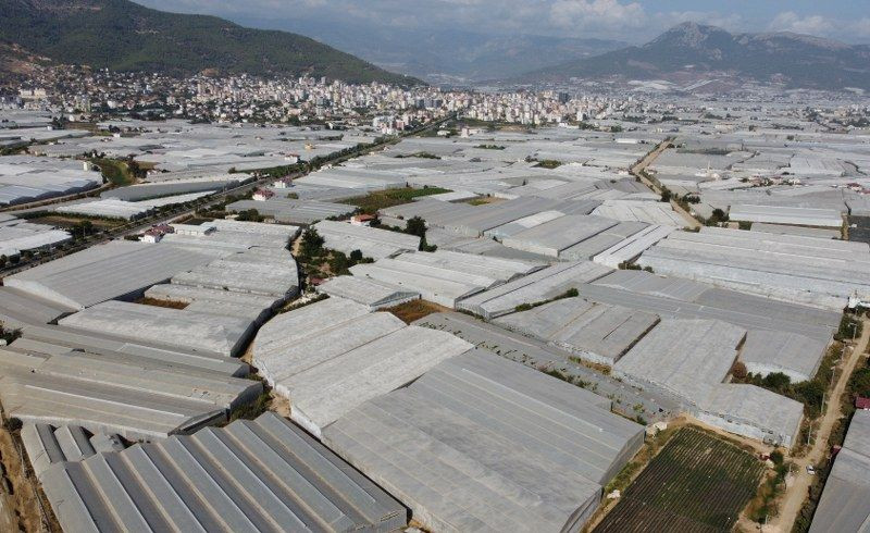 Muzun Başkenti Mersin'de Hasat Sezonu Başladı - Sayfa 9