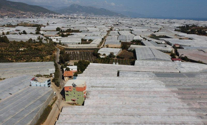 Muzun Başkenti Mersin'de Hasat Sezonu Başladı - Sayfa 12