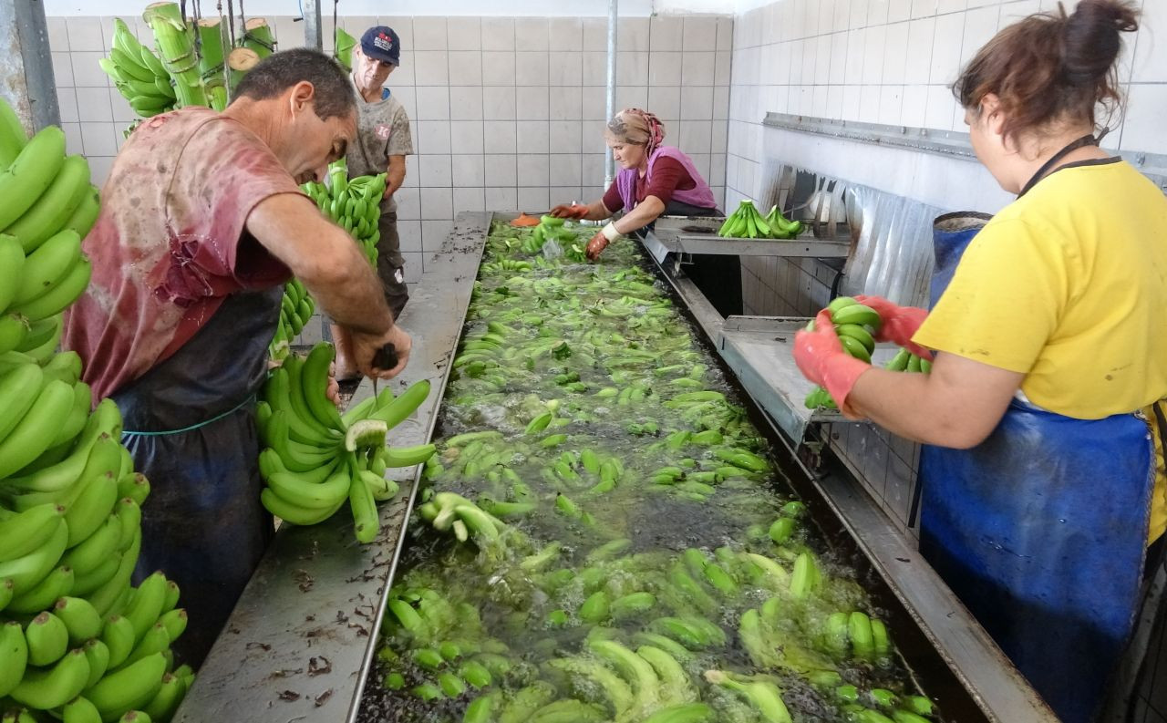 Muzun Başkenti Mersin'de Hasat Sezonu Başladı - Sayfa 6