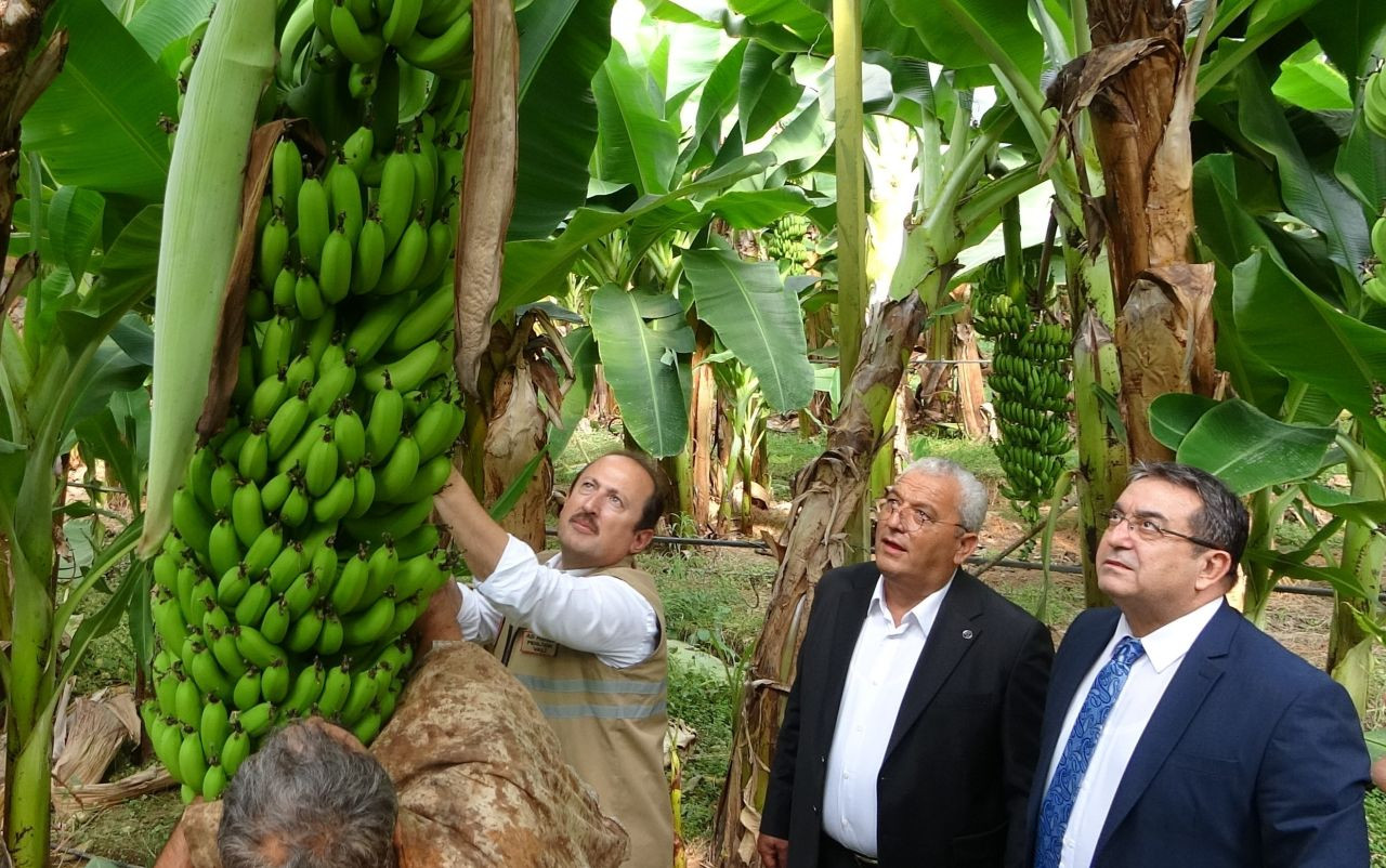 Muzun Başkenti Mersin'de Hasat Sezonu Başladı - Sayfa 3