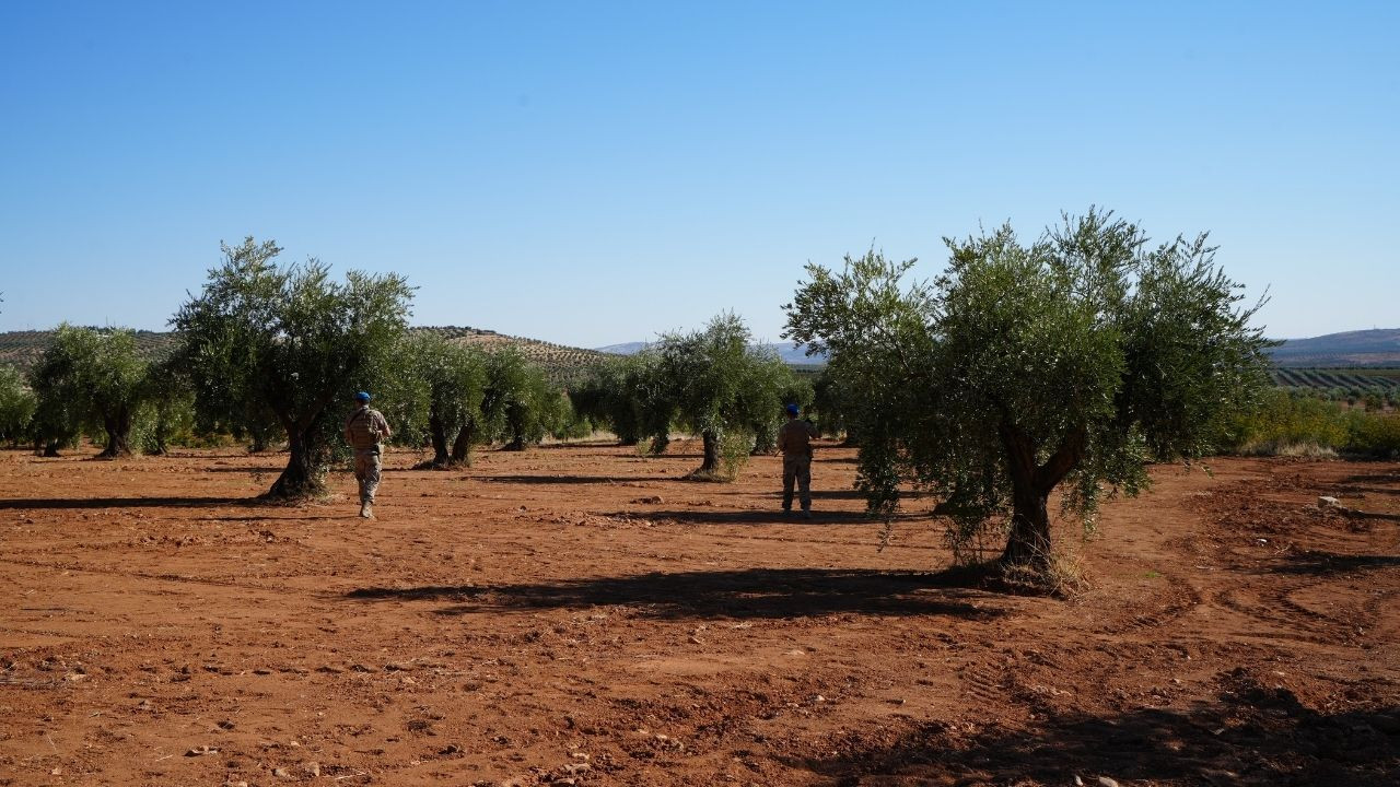 Zeytin bahçelerine jandarma koruması - Sayfa 5