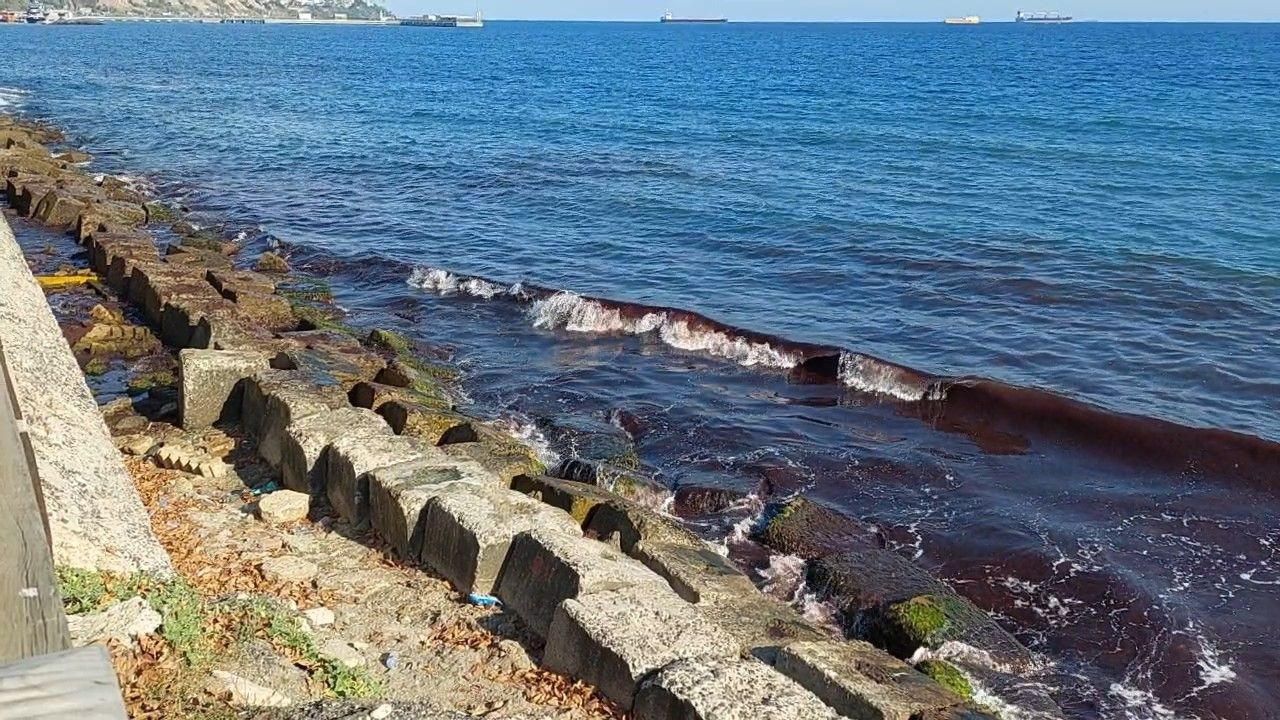 Tekirdağ'da kızıl alarm: Yosunlar sahili sardı - Sayfa 3